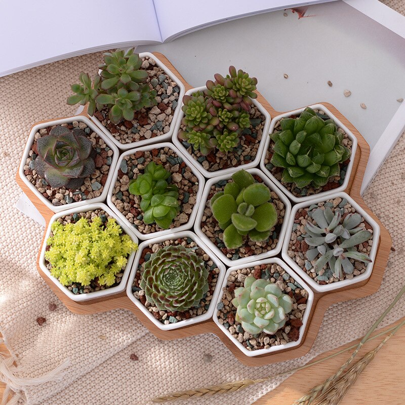 Hexagon Flowerpots